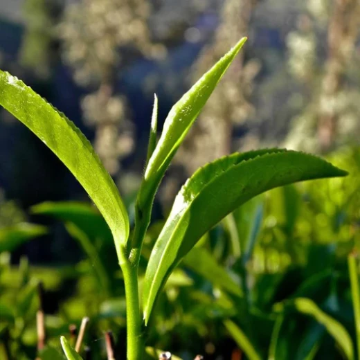 Tea Leaves